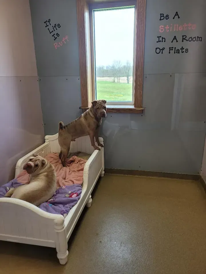 Two dogs on a small bed by a window in a plain room with wall text.