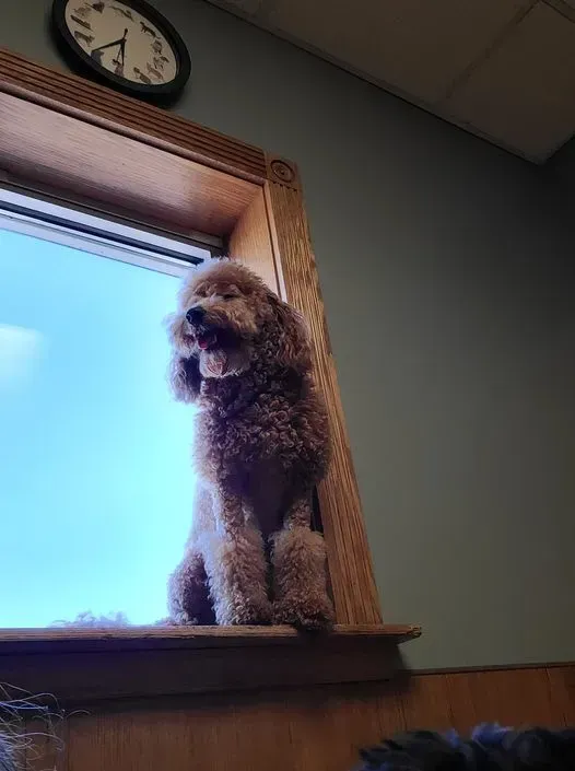 Small brown poodle sitting on a windowsill beside a wooden-framed window, looking outside.