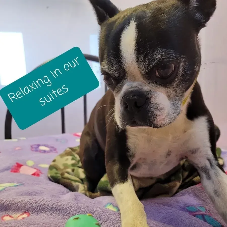 Small black-and-white dog sitting on a purple blanket, with a sign reading “Relaxing in our Suites.”