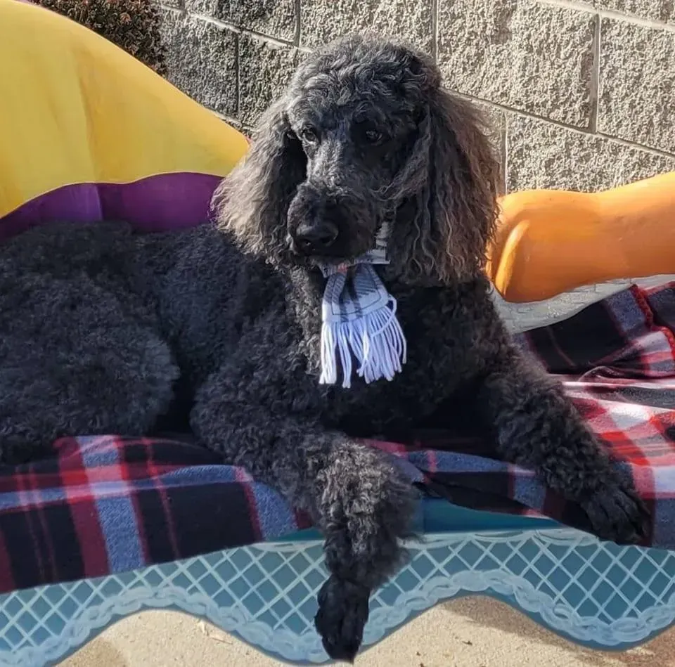 Black poodle lying on a plaid dog bed outdoors, wearing a white tassel collar.