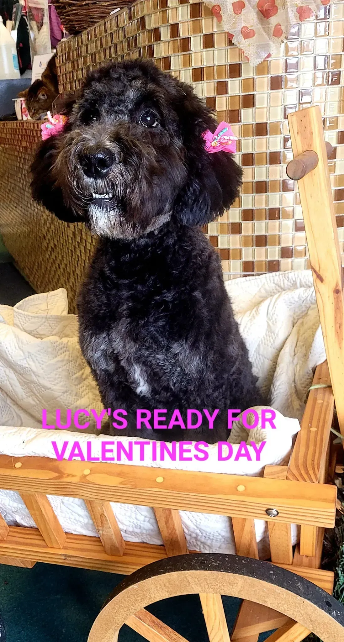 Black poodle puppy with pink bows sits in a wicker basket; Valentine’s Day text overlay