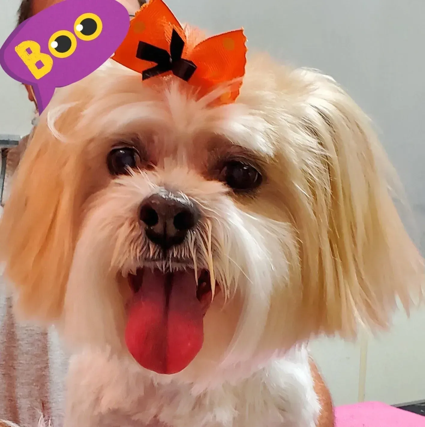 Small fluffy dog with tongue out, wearing an orange bow and a purple “BOO” clip.