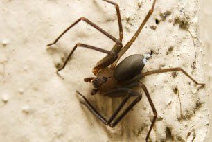 Brown Recluse Spiders