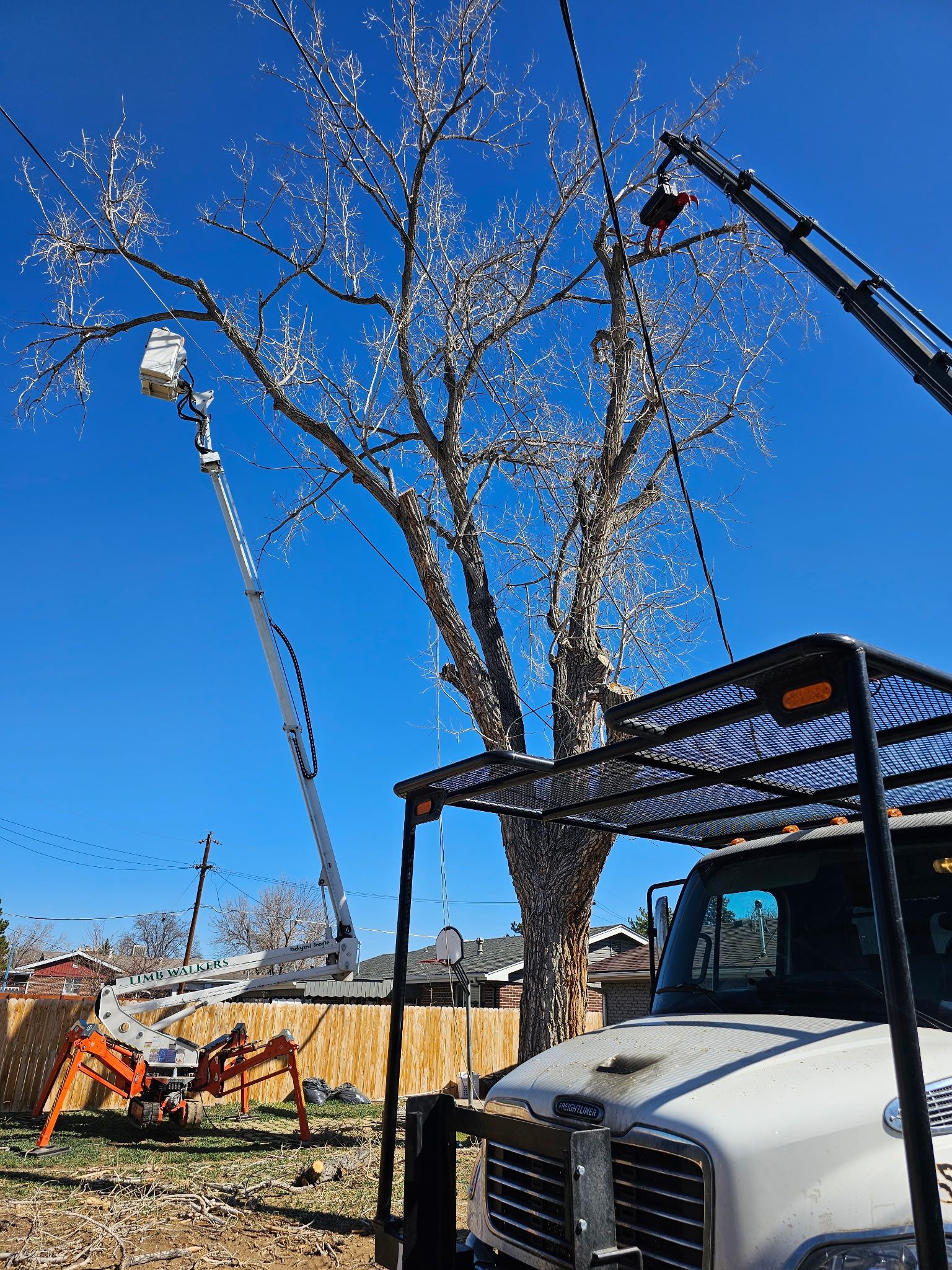 A large tree being trimmed by workers in an aerial lift, with an orange spider lift and a white truck nearby.