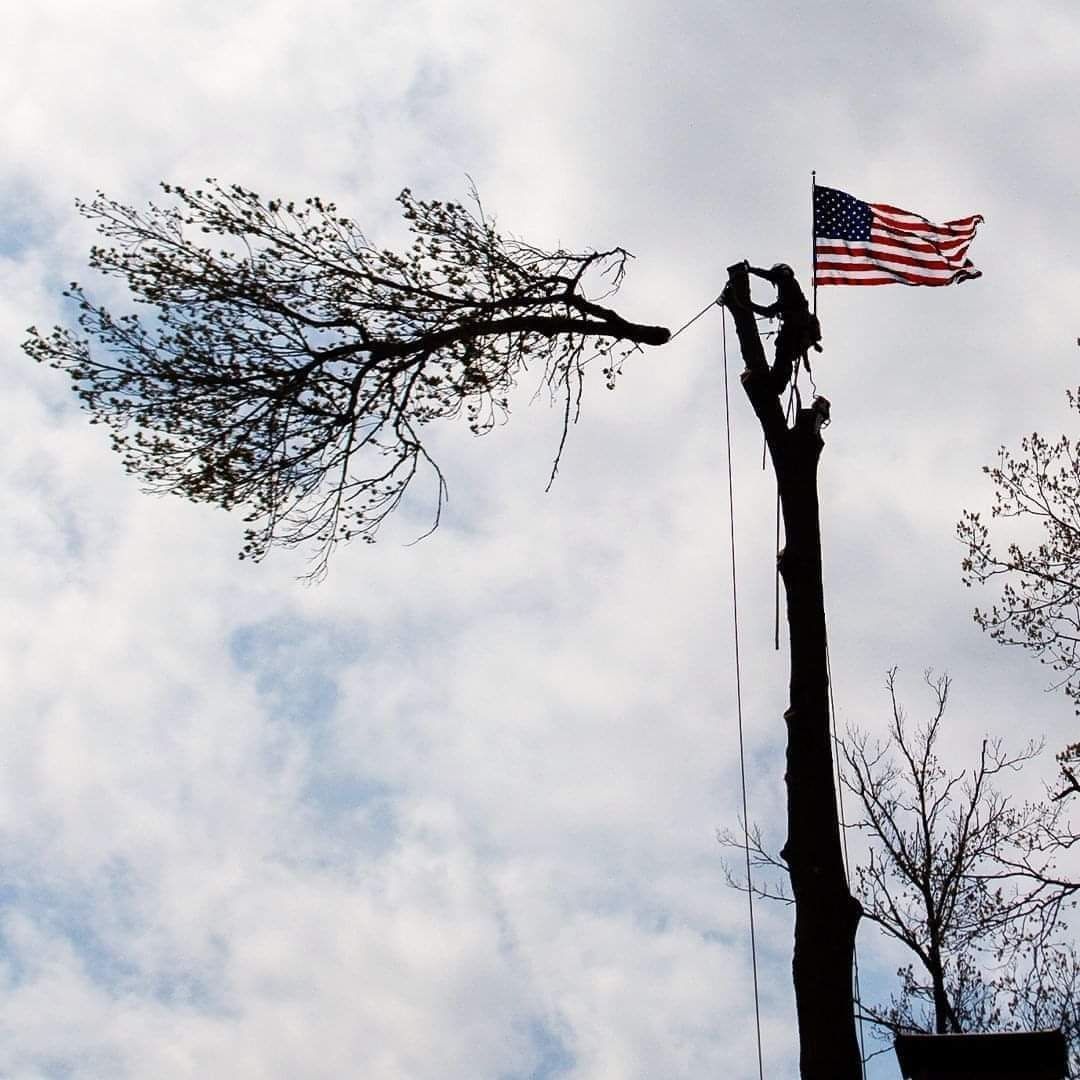 A silhouette of an arborist working atop a tall tree trunk, with an American flag attached to the top against a cloudy sky.