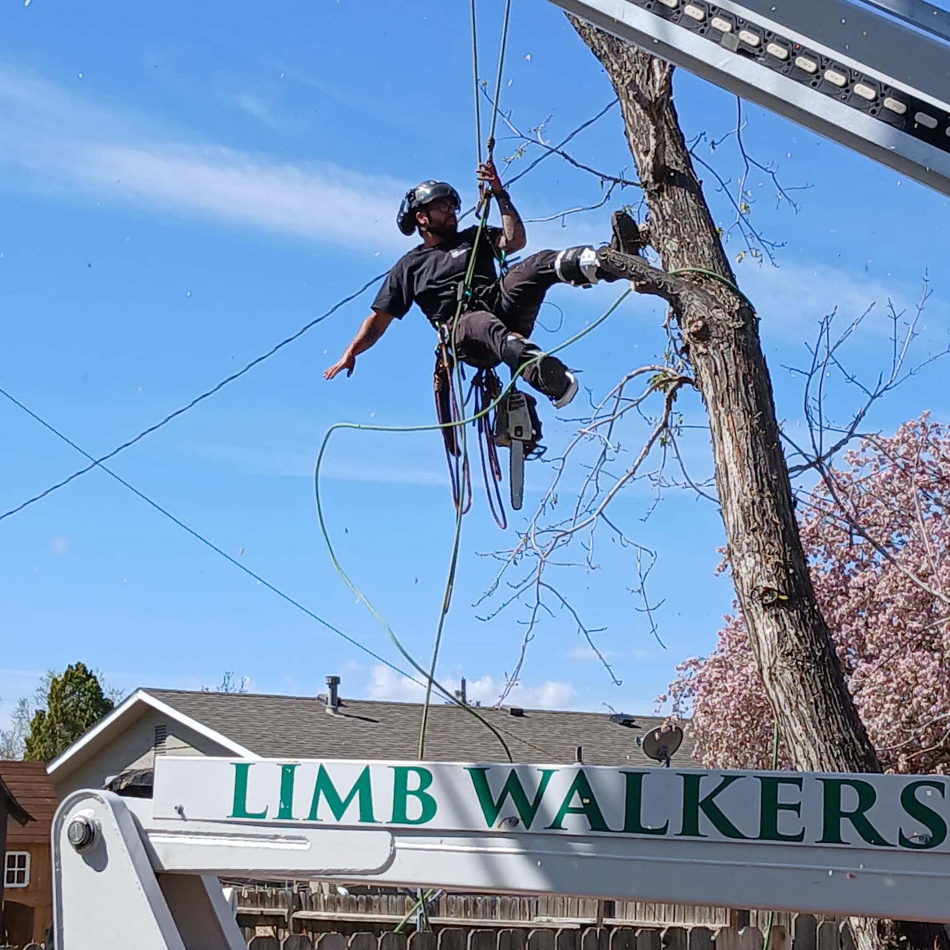 A worker in a helmet and harness is suspended in the air by ropes while pruning a tree from a lift marked LIMB WALKERS.