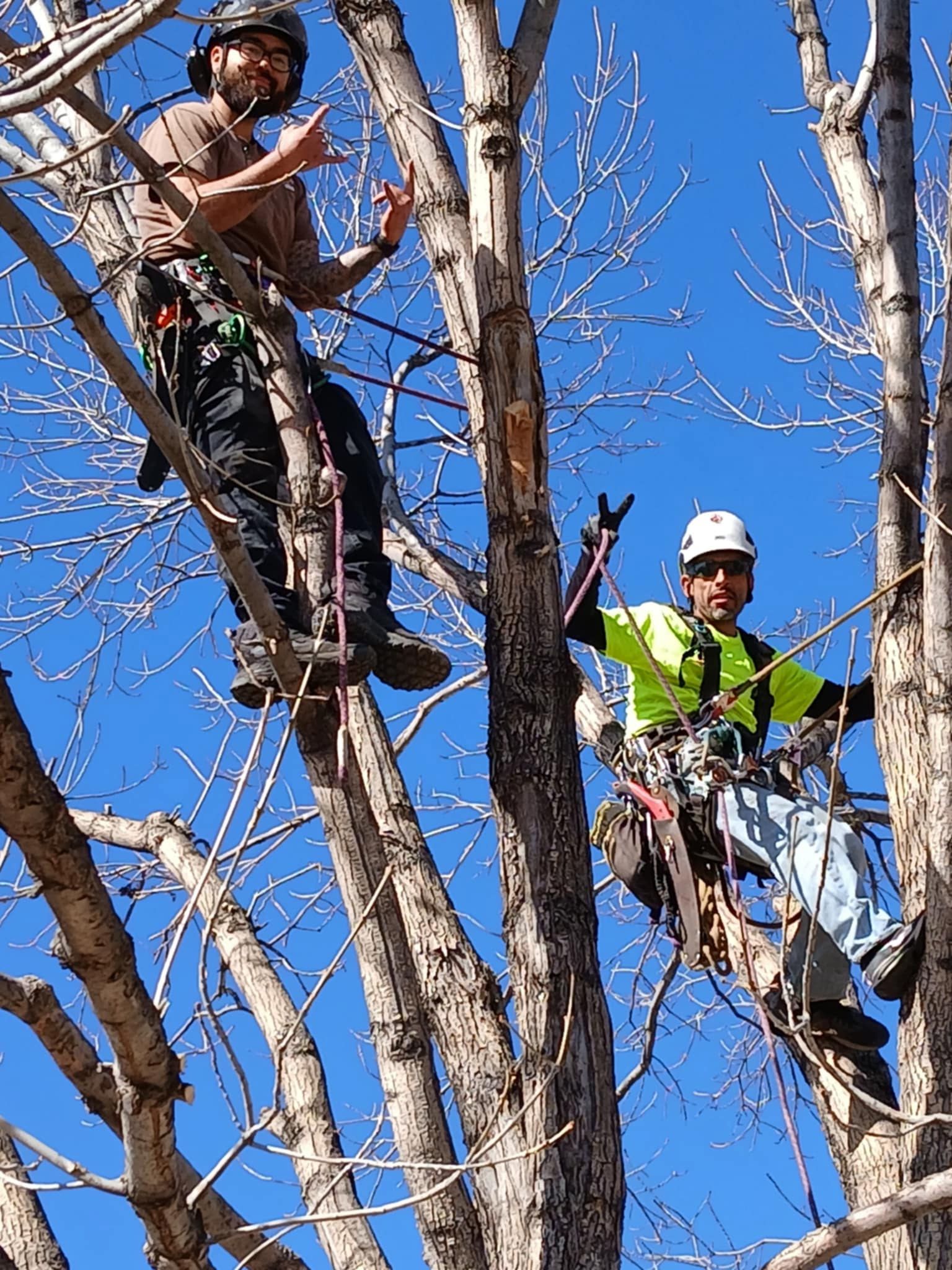 Two arborists in helmets and climbing gear perched in the branches of a bare tree against a bright blue sky.