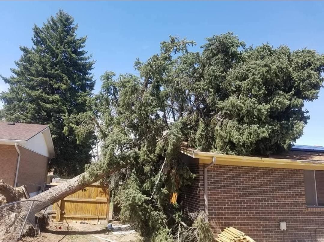 A large tree lies across a brick house roof and fence under a blue sky.