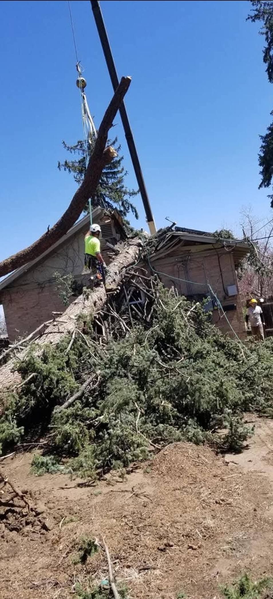 A tree being removed from a building by a crane; workers are visible in the sun.