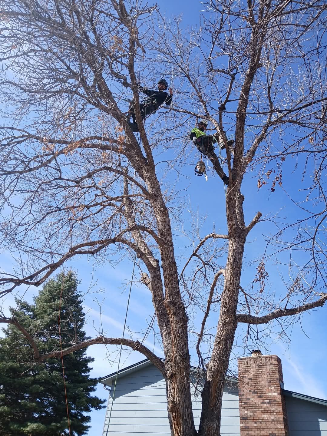 Two tree climbers pruning a tall tree against a blue sky.