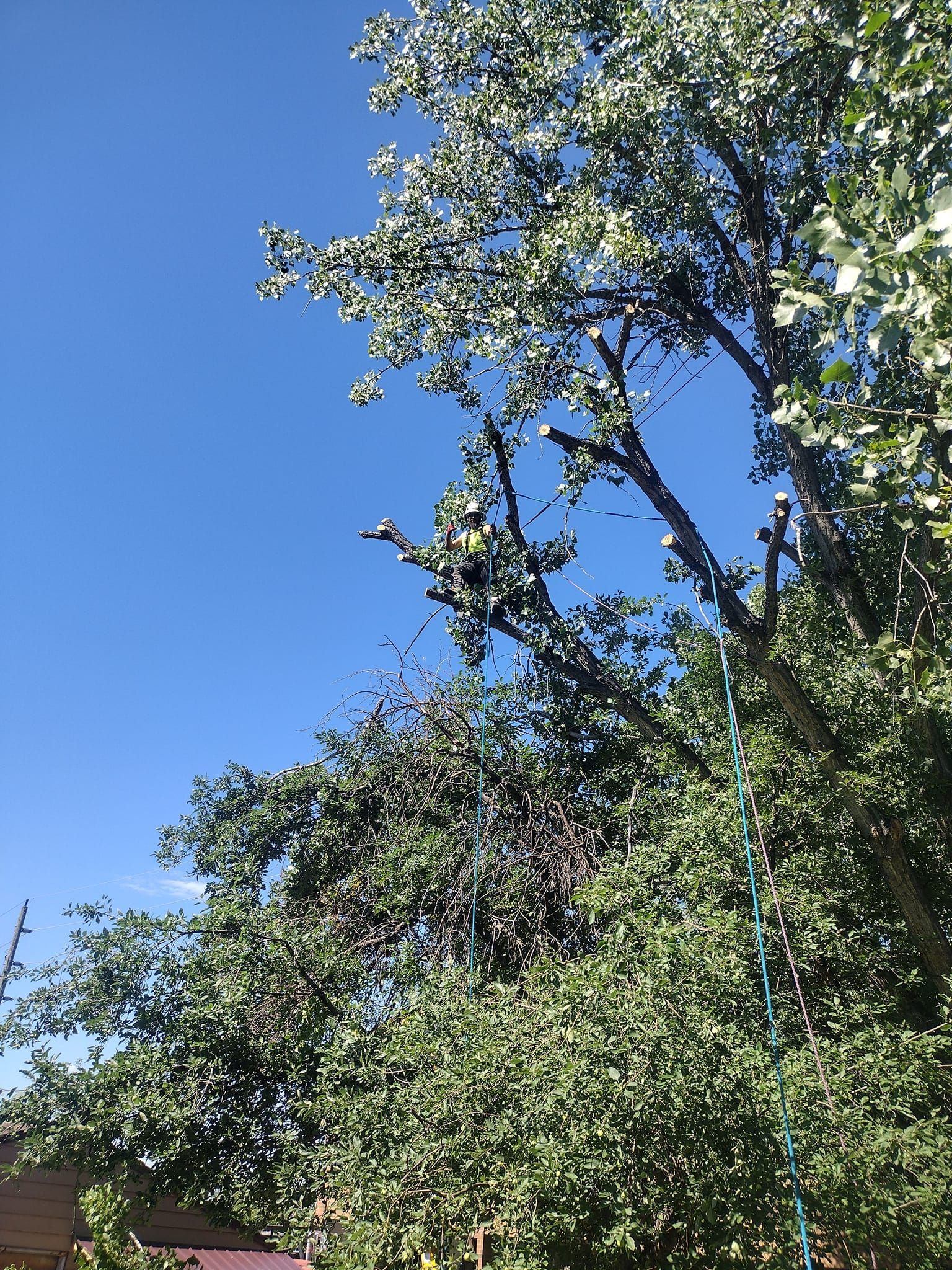 Green tree with a rope swing against a blue sky.