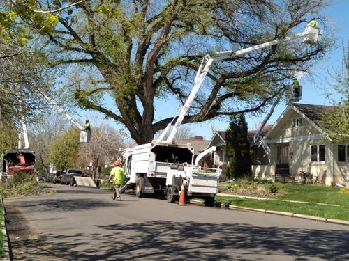 Tree trimming crew using bucket trucks on a residential street.