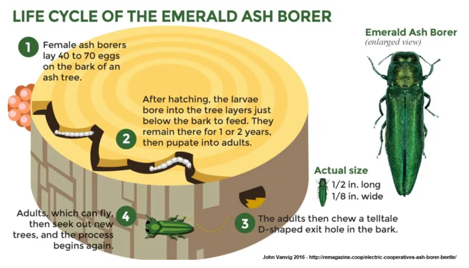Life cycle of Emerald Ash Borer: female lays eggs, larvae bore into tree, pupate, adults chew exit holes, repeat.