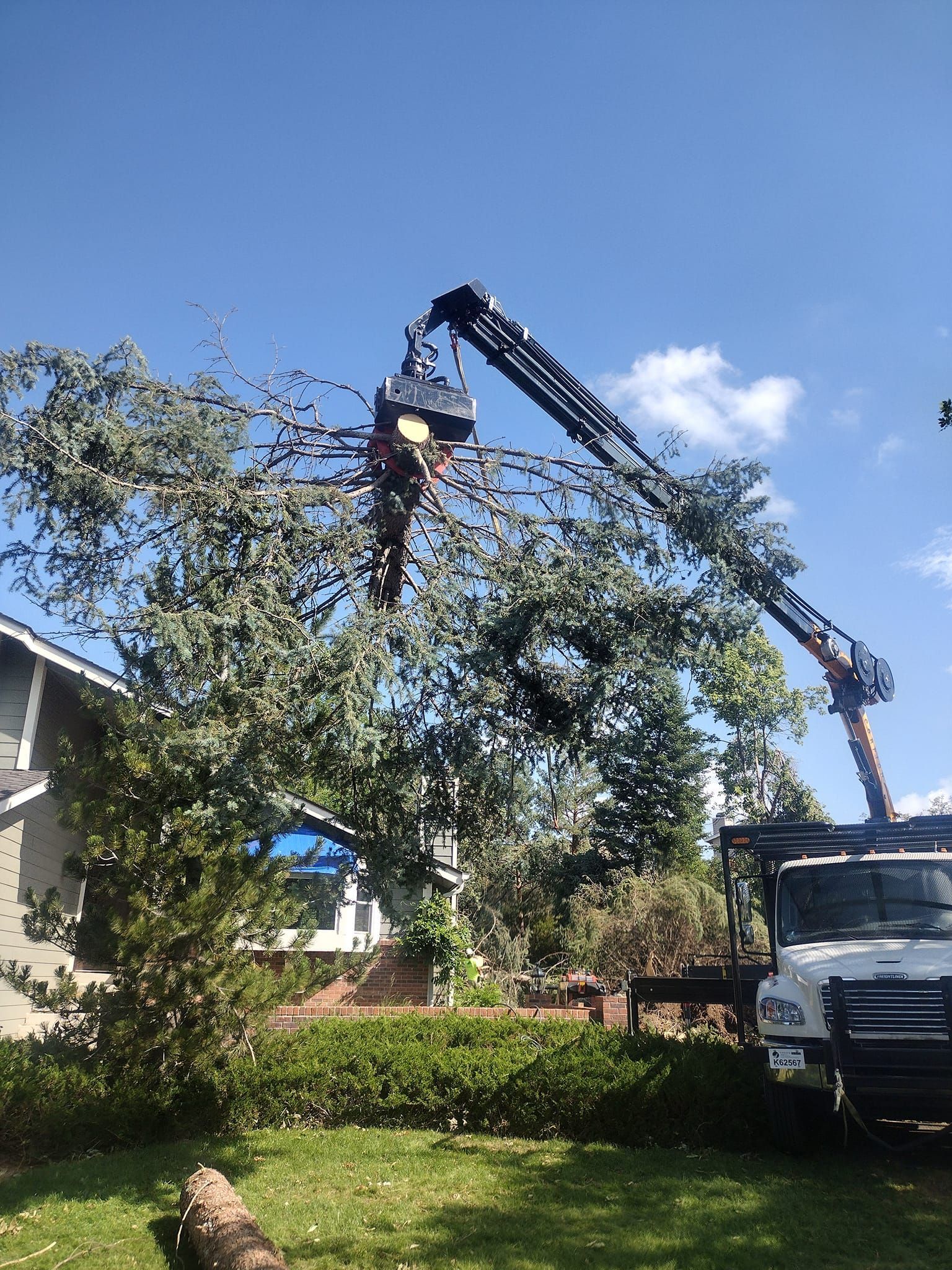 A tree being trimmed by a mechanical arm next to a house on a sunny day.