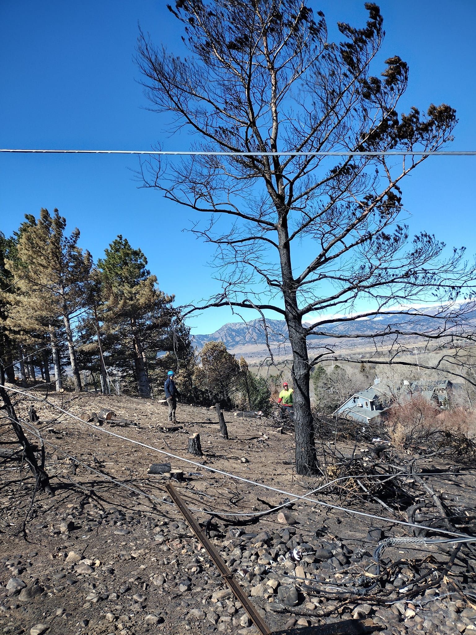 Burnt trees on a hillside after a fire, with a clear blue sky and a distant mountain range.