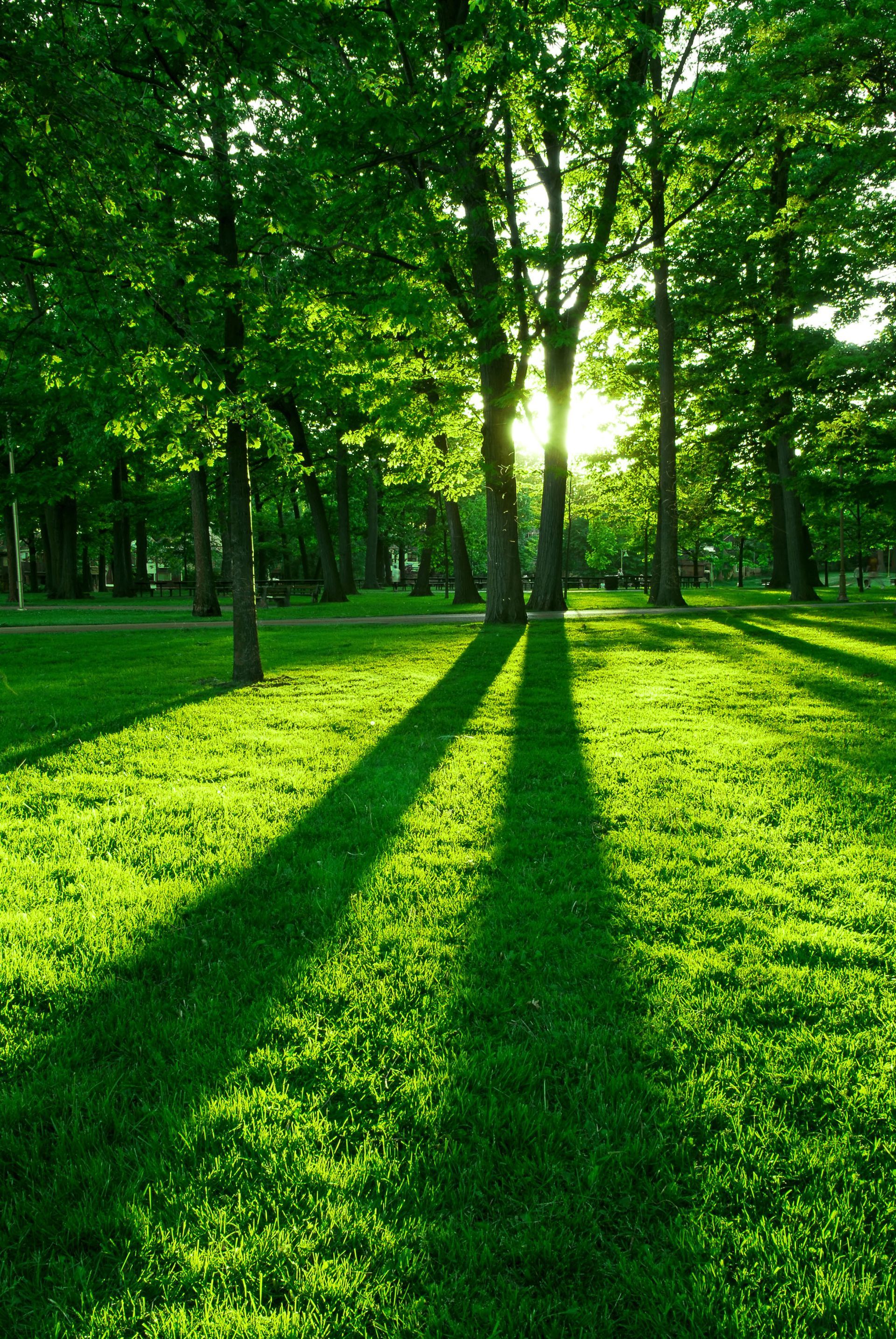 Sunlight filters through trees casting long shadows on a bright green grassy lawn.