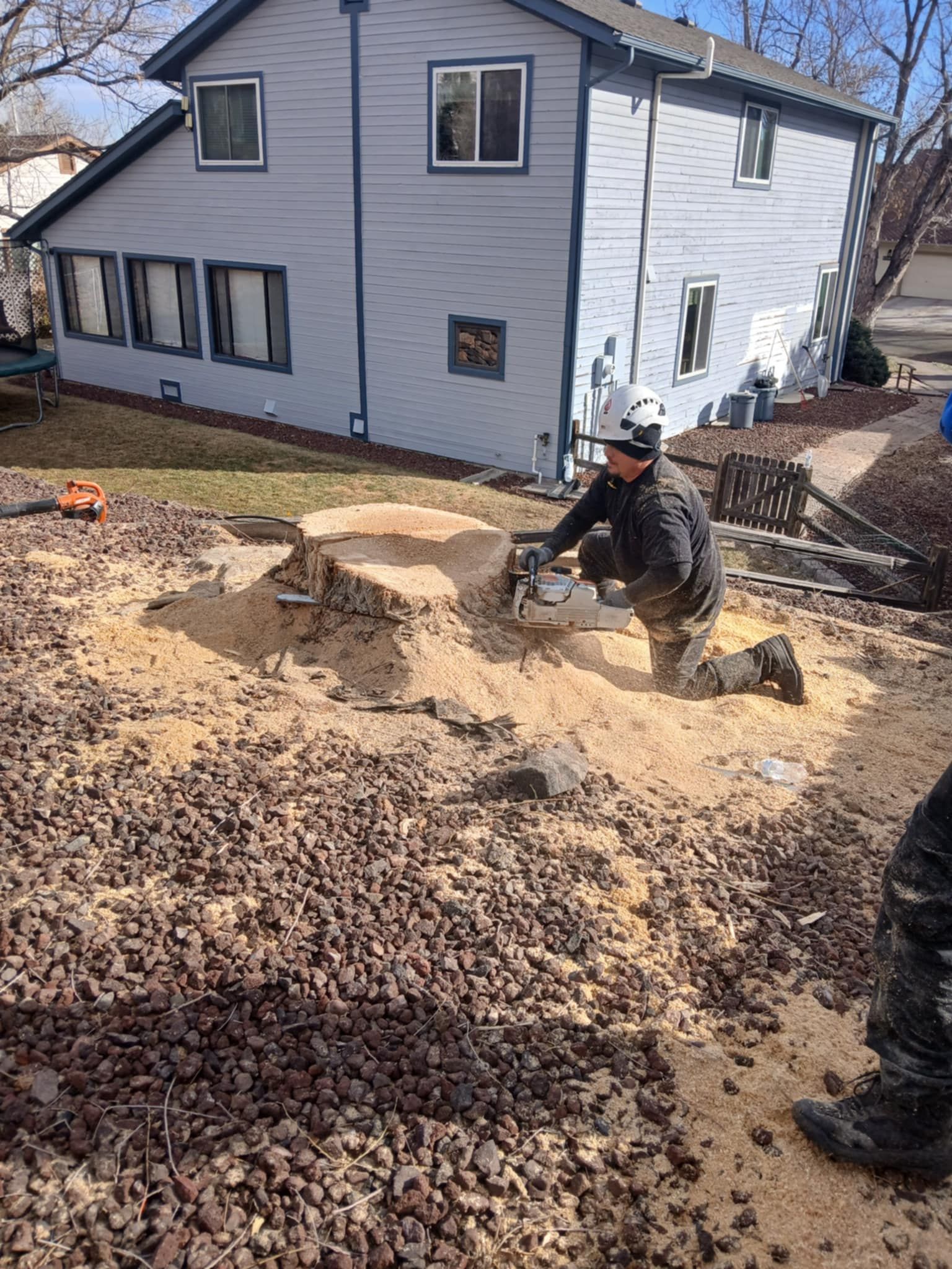 A person in safety gear grinding a tree stump in a backyard with a blue house.