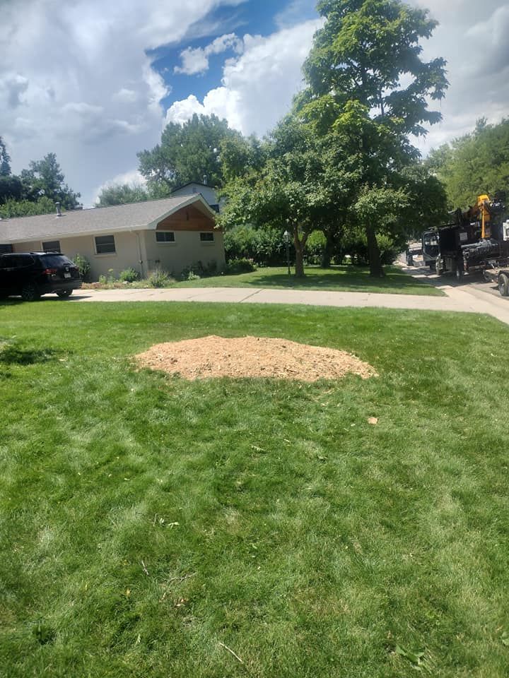 A tree stump covered in wood chips on a green lawn in front of a house. Sunny day.