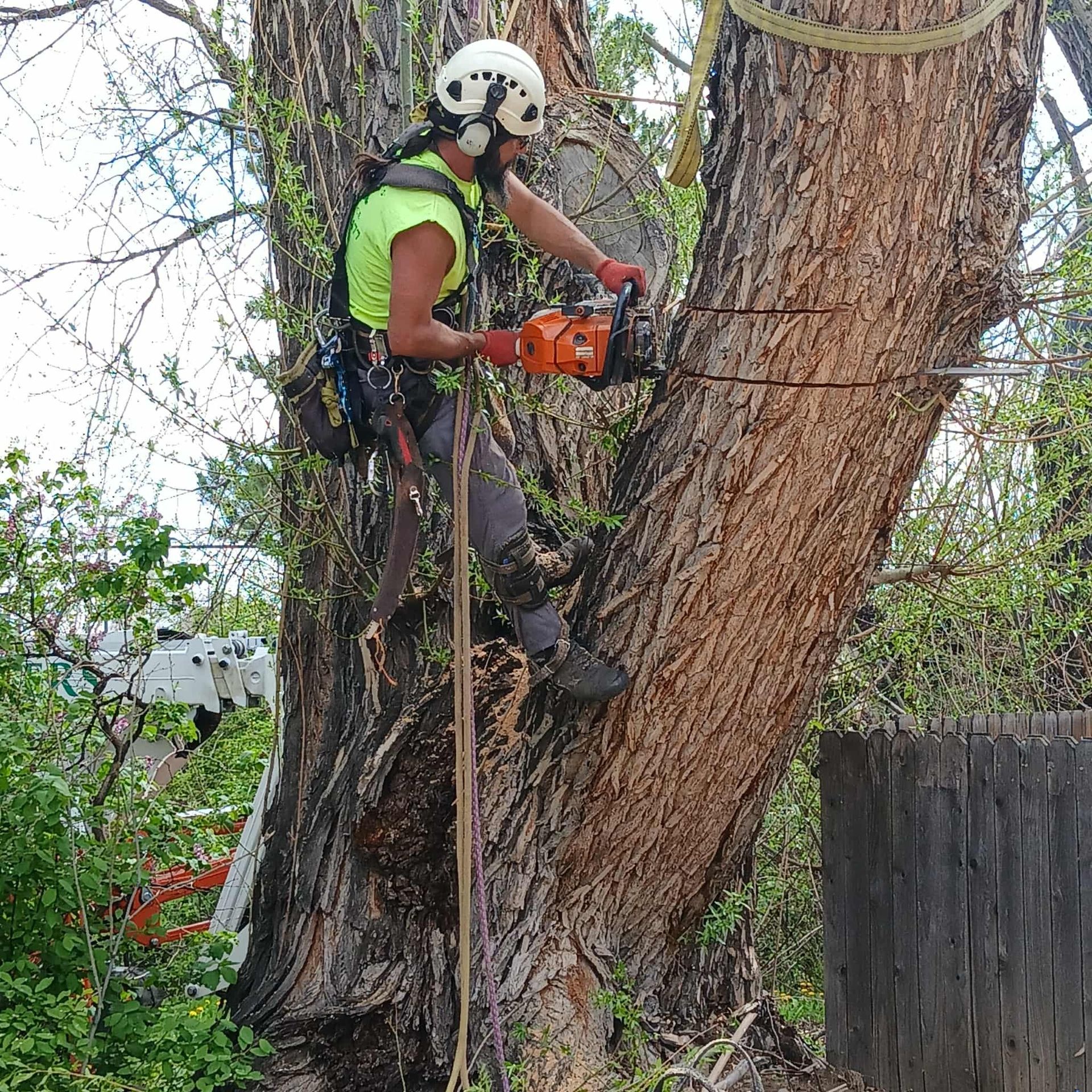 Arborist in safety gear cutting a tree trunk with a chainsaw. Outdoors, day.