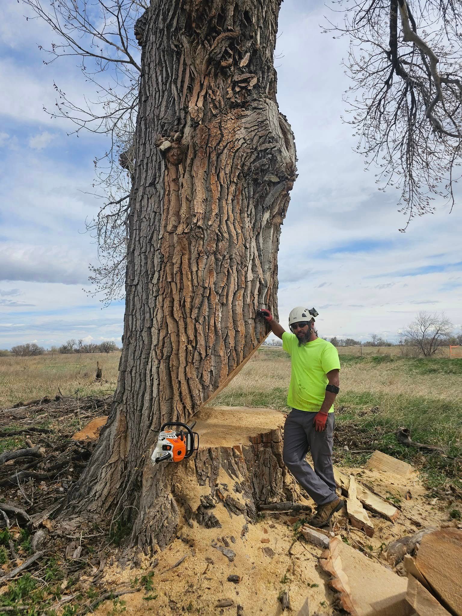 Arborist leans on large tree trunk, chainsaw at base. Wearing helmet, green shirt, in a field on a sunny day.