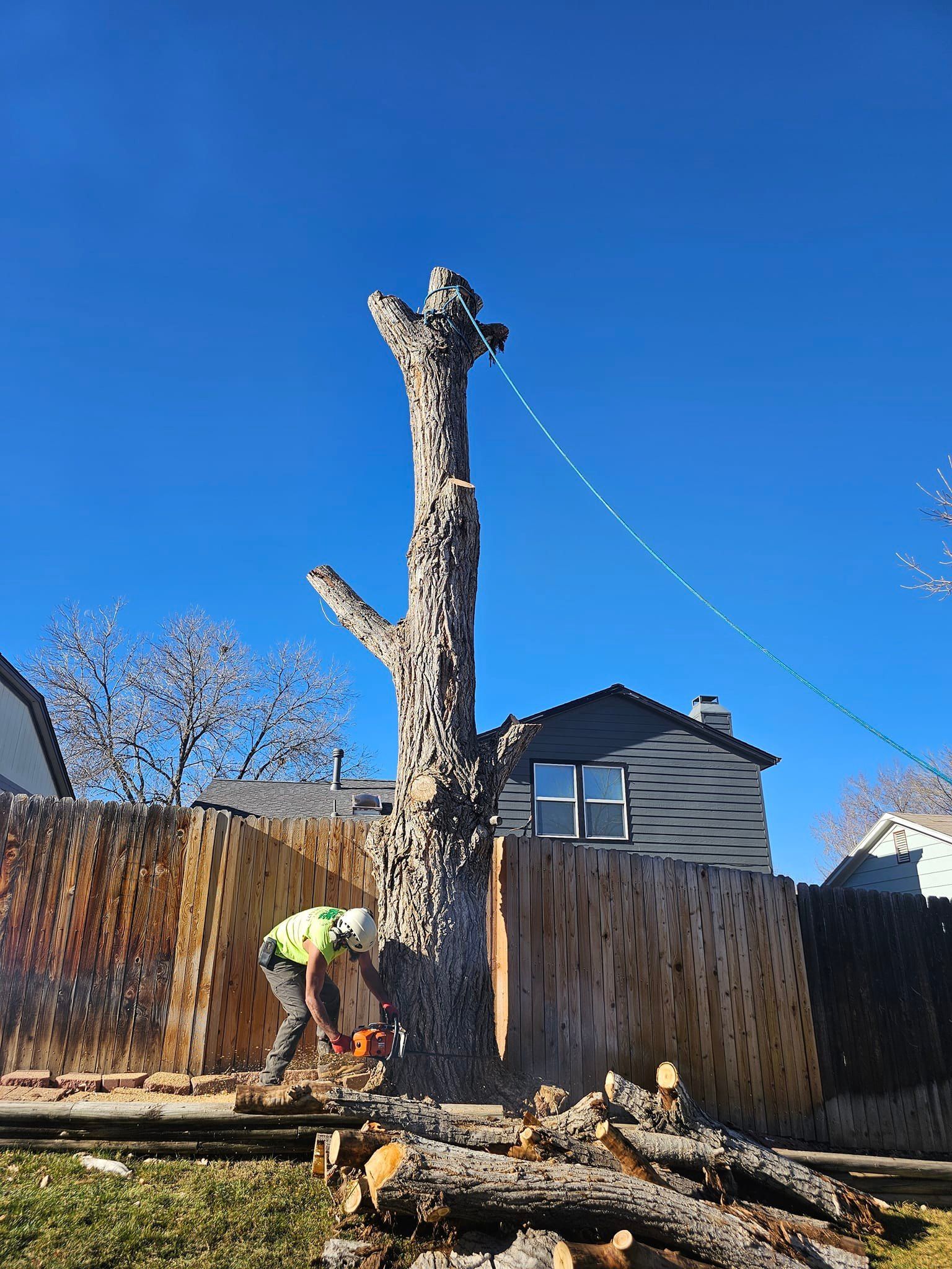 Tree removal in progress: Arborist cuts into a tall tree with a chainsaw, wood debris on the ground.