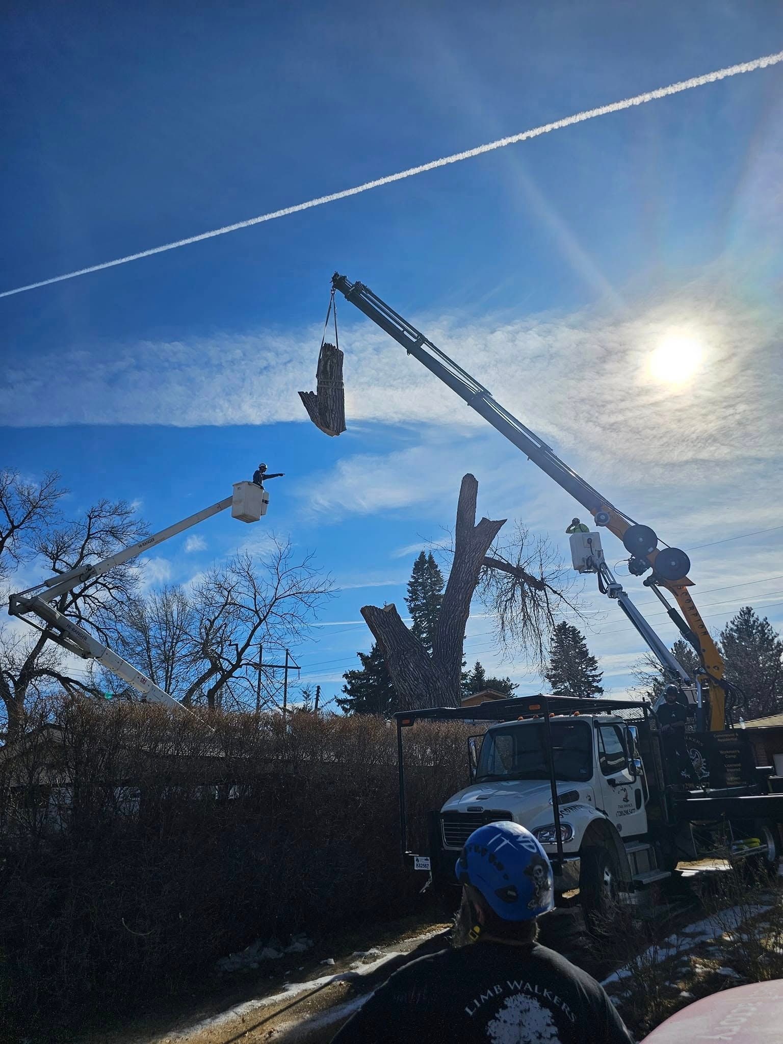 Crews using lift trucks are removing a tree near power lines on a sunny day.