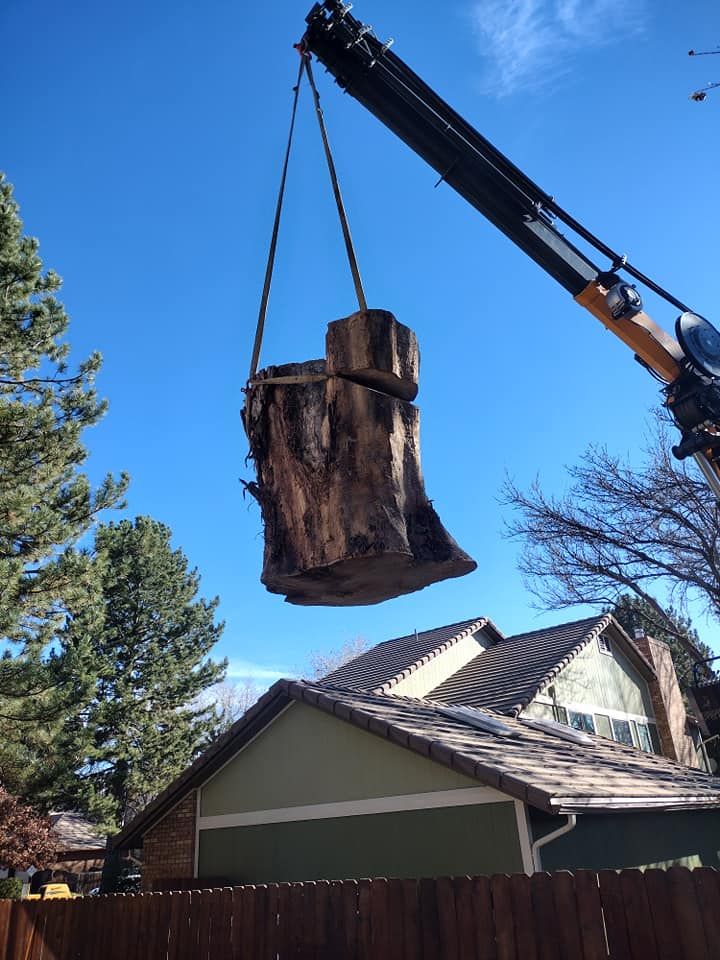 A large tree stump suspended by a crane against a clear blue sky and a residential house.
