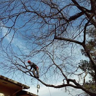 Tree trimmer in red helmet working on a large tree against a blue sky, attached by rope.