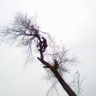 Arborist in a tree, wearing safety harness and cutting branches on a cloudy day.