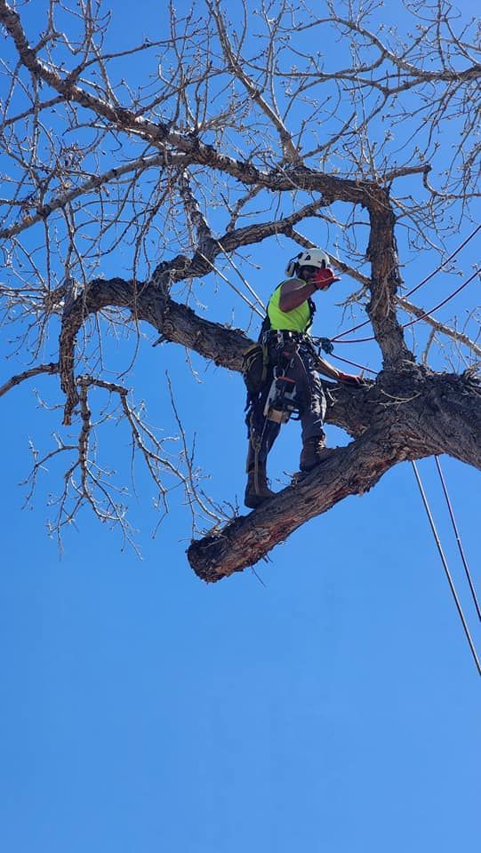 Arborist in safety gear, pruning a tree against a bright blue sky.