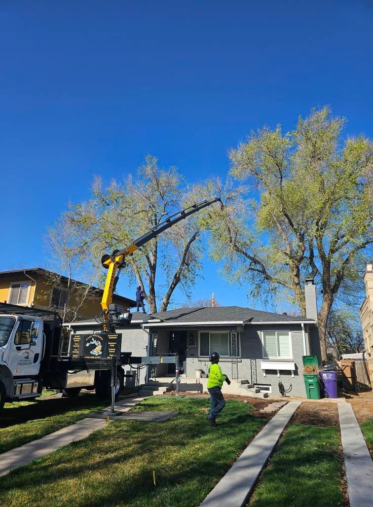 A crane trimming a tree near a grey house with a worker in safety gear on a sunny day.