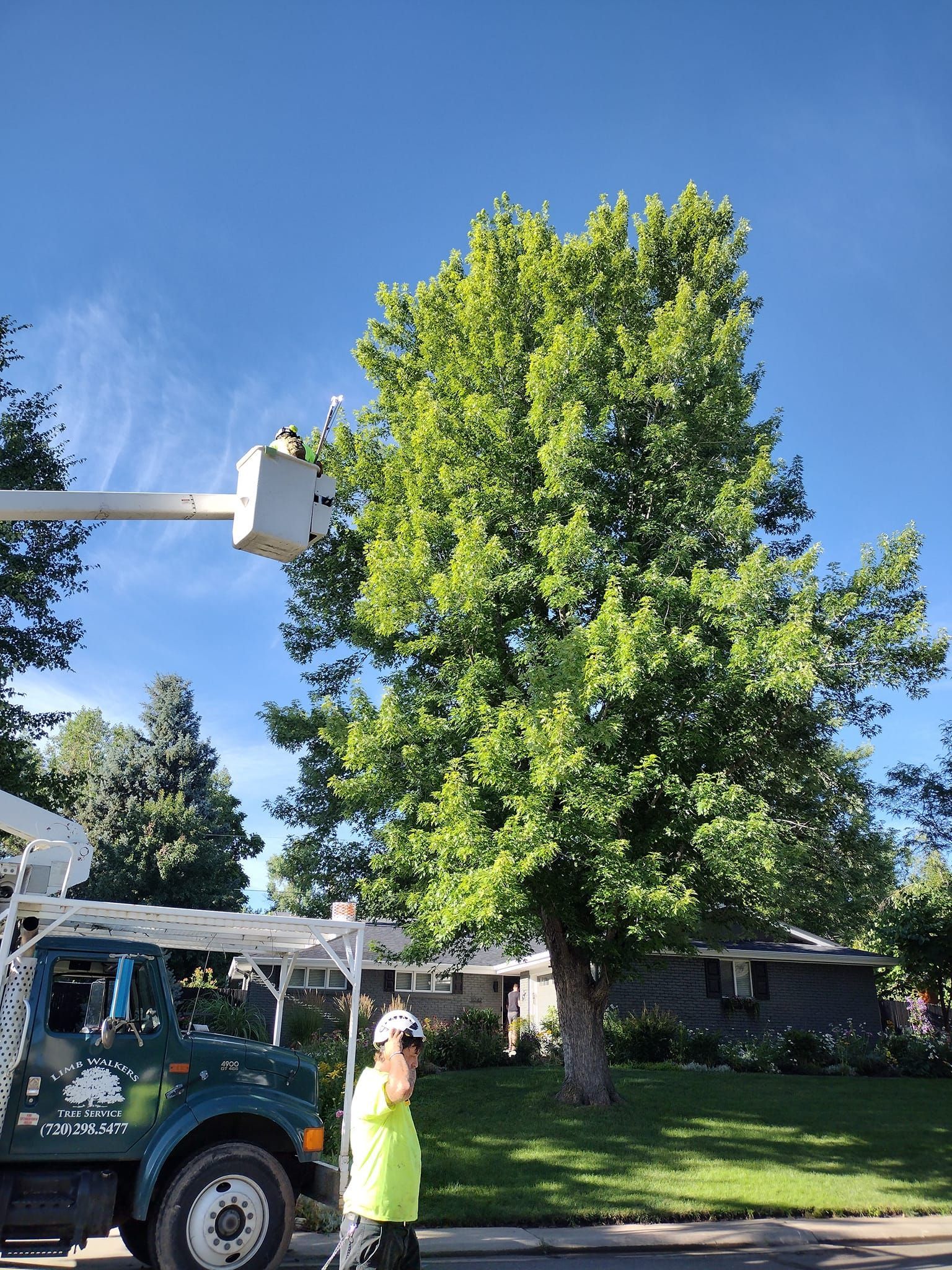 Truck with lift trimming a large, green tree on a sunny day; worker in safety vest observes.