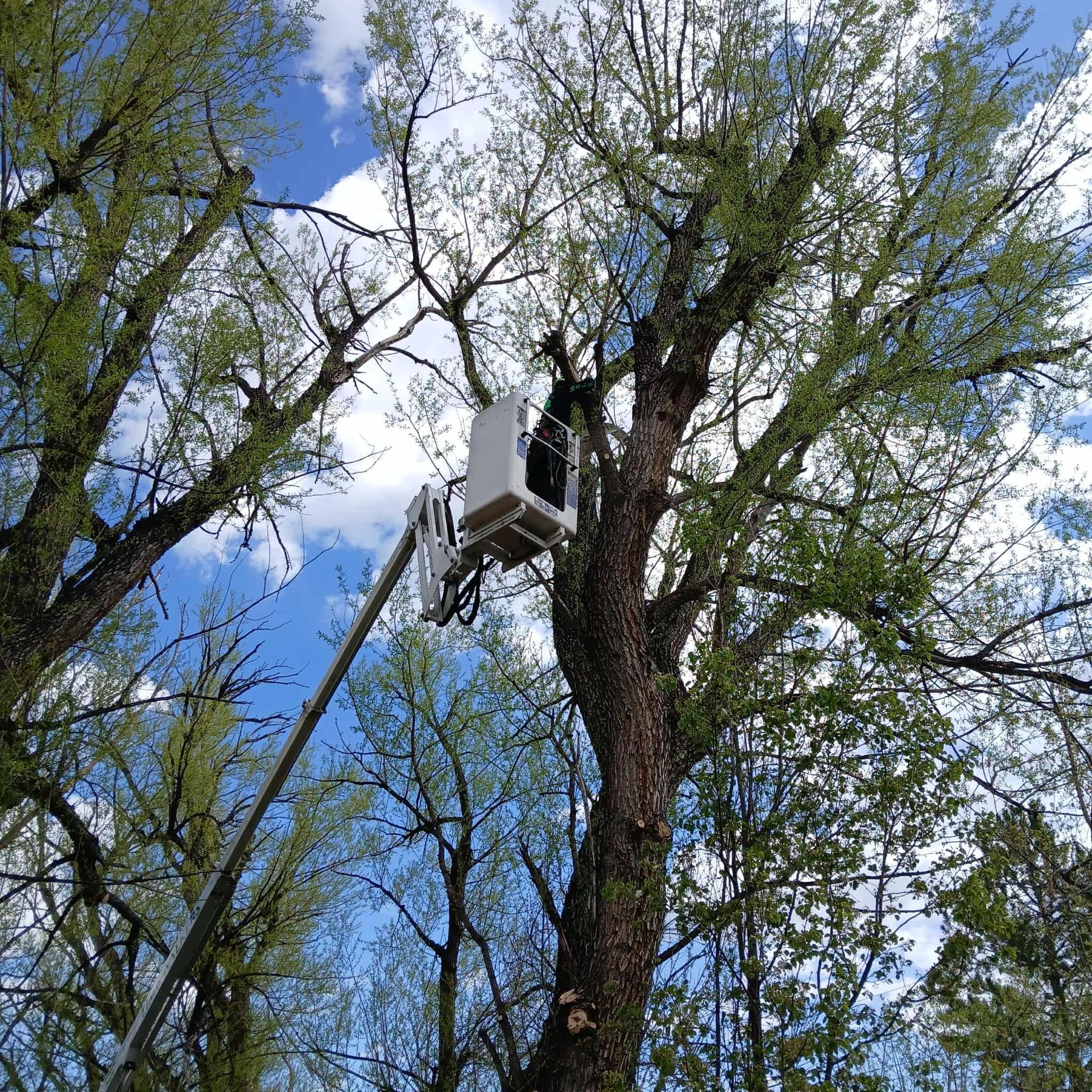 A tree service worker in a lift truck trimming the branches of a tall tree against a cloudy sky.