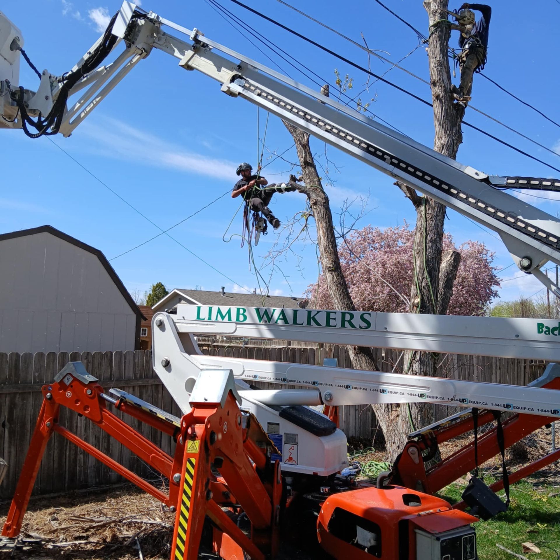 Man in a lift trimming tree limbs near power lines;