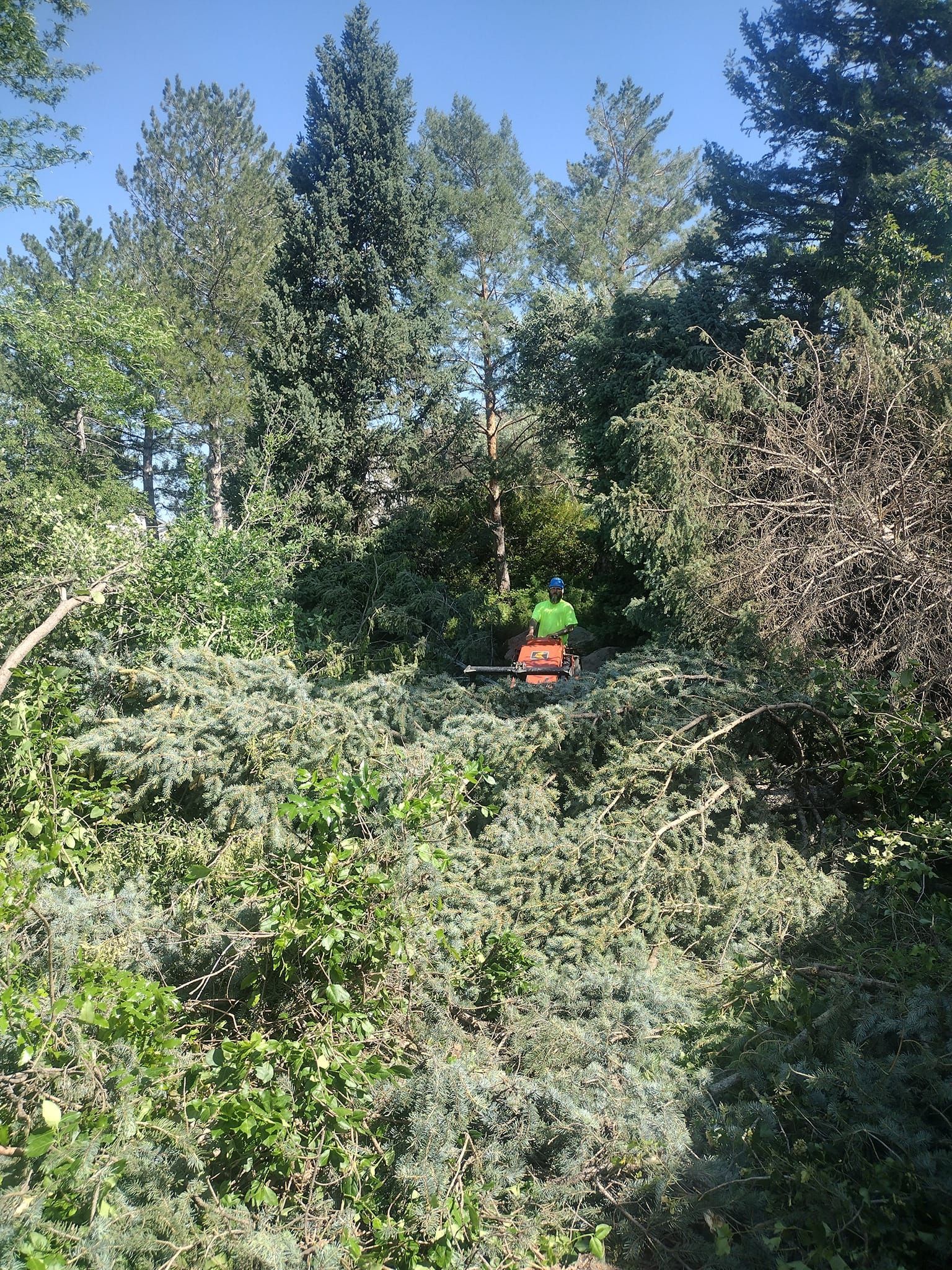 Green foliage surrounds a person operating a wood chipper in a sunny outdoor setting.
