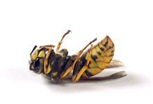 wasp-img
