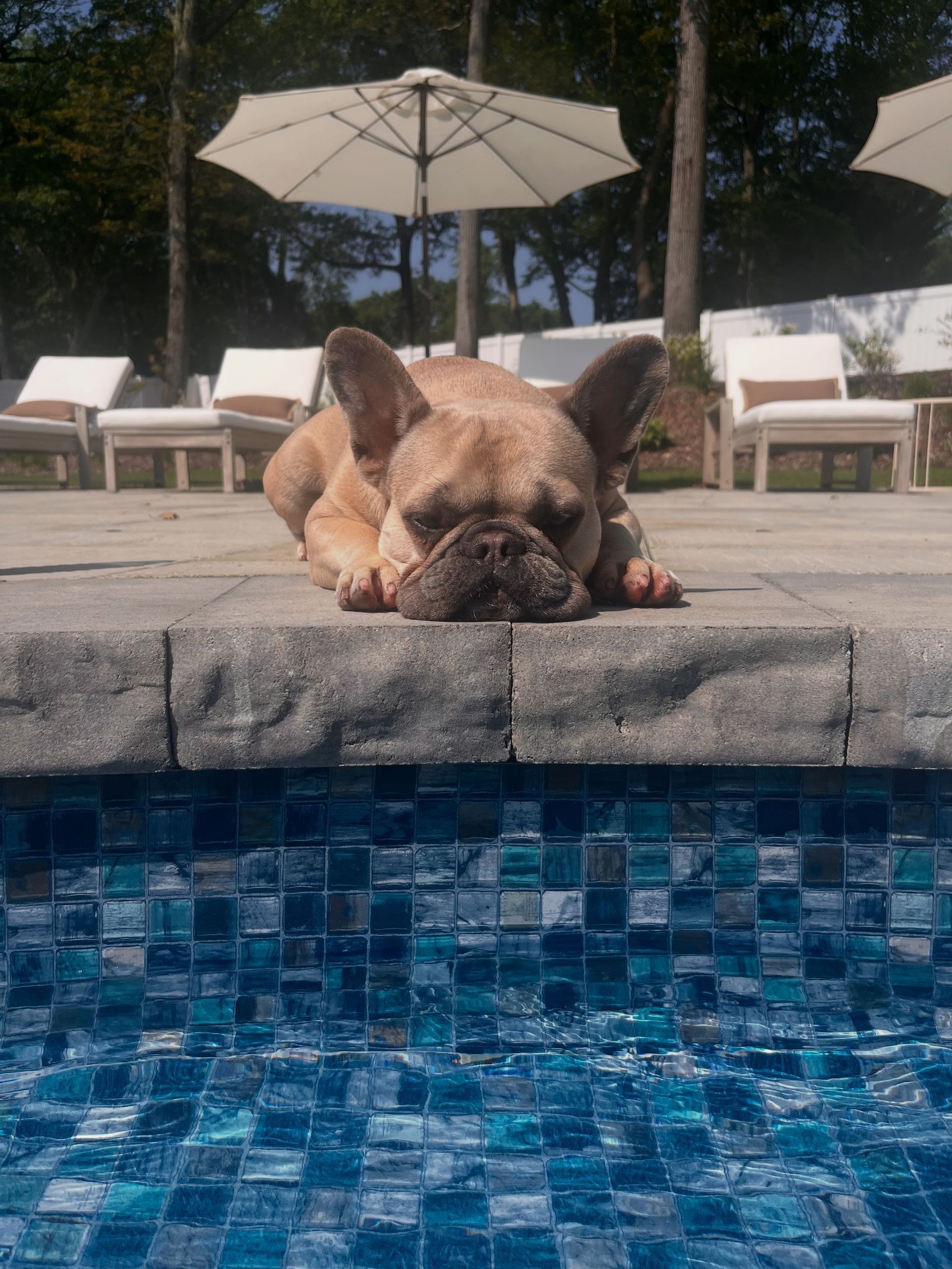 French bulldog resting on pool's edge, eyes closed; water and outdoor seating in background.