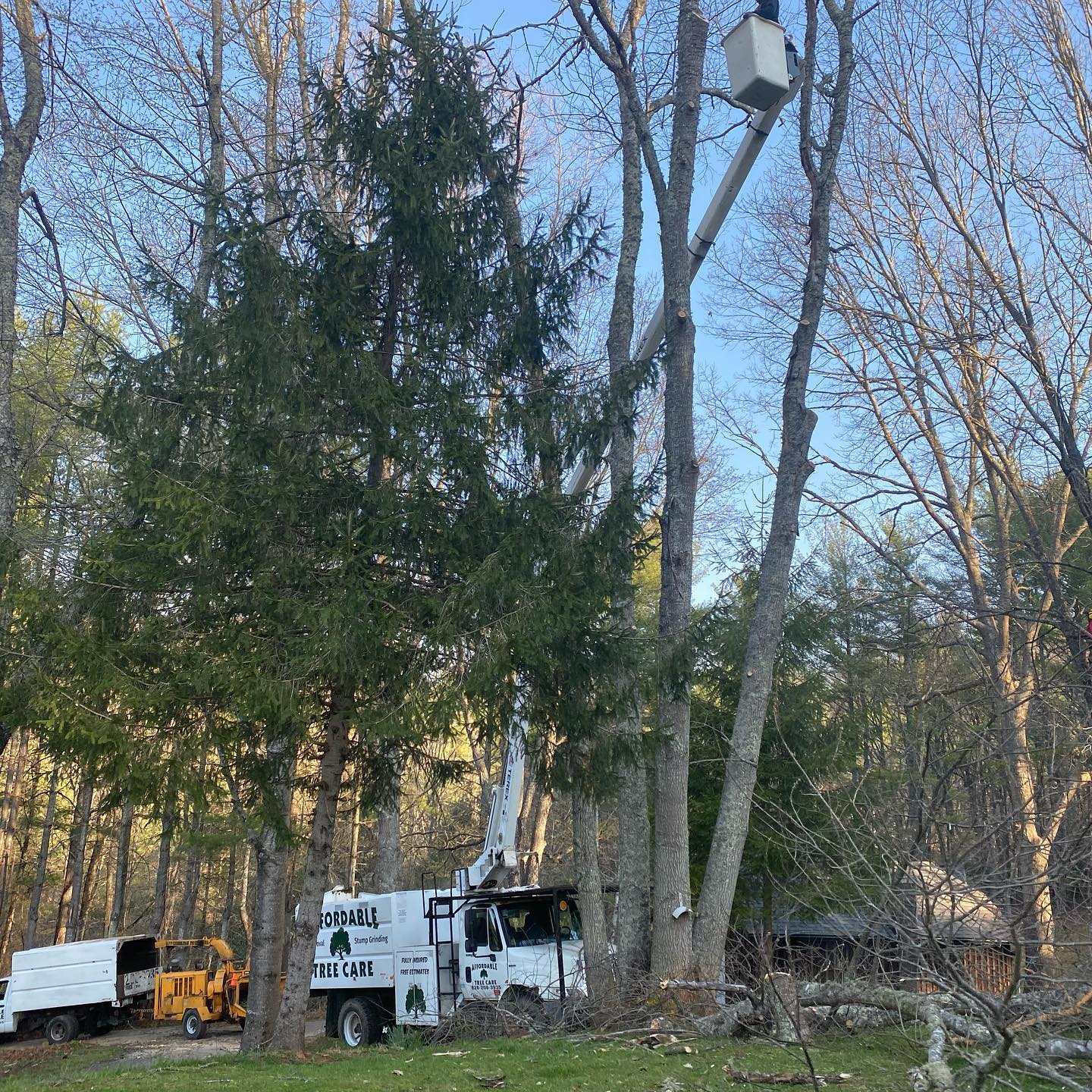 Affordable Tree Care Photo Gallery Burnsville, NC