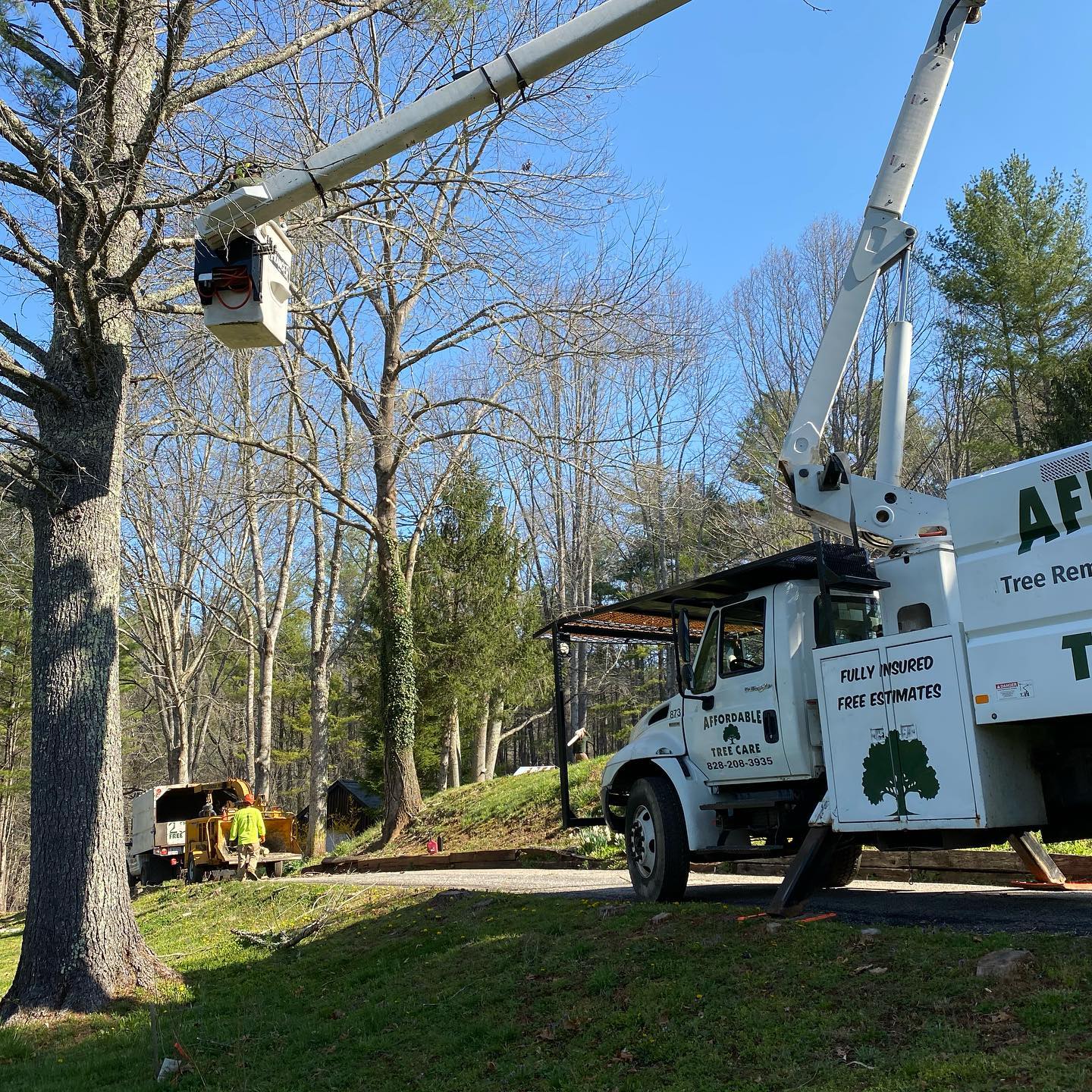 Tree Service
