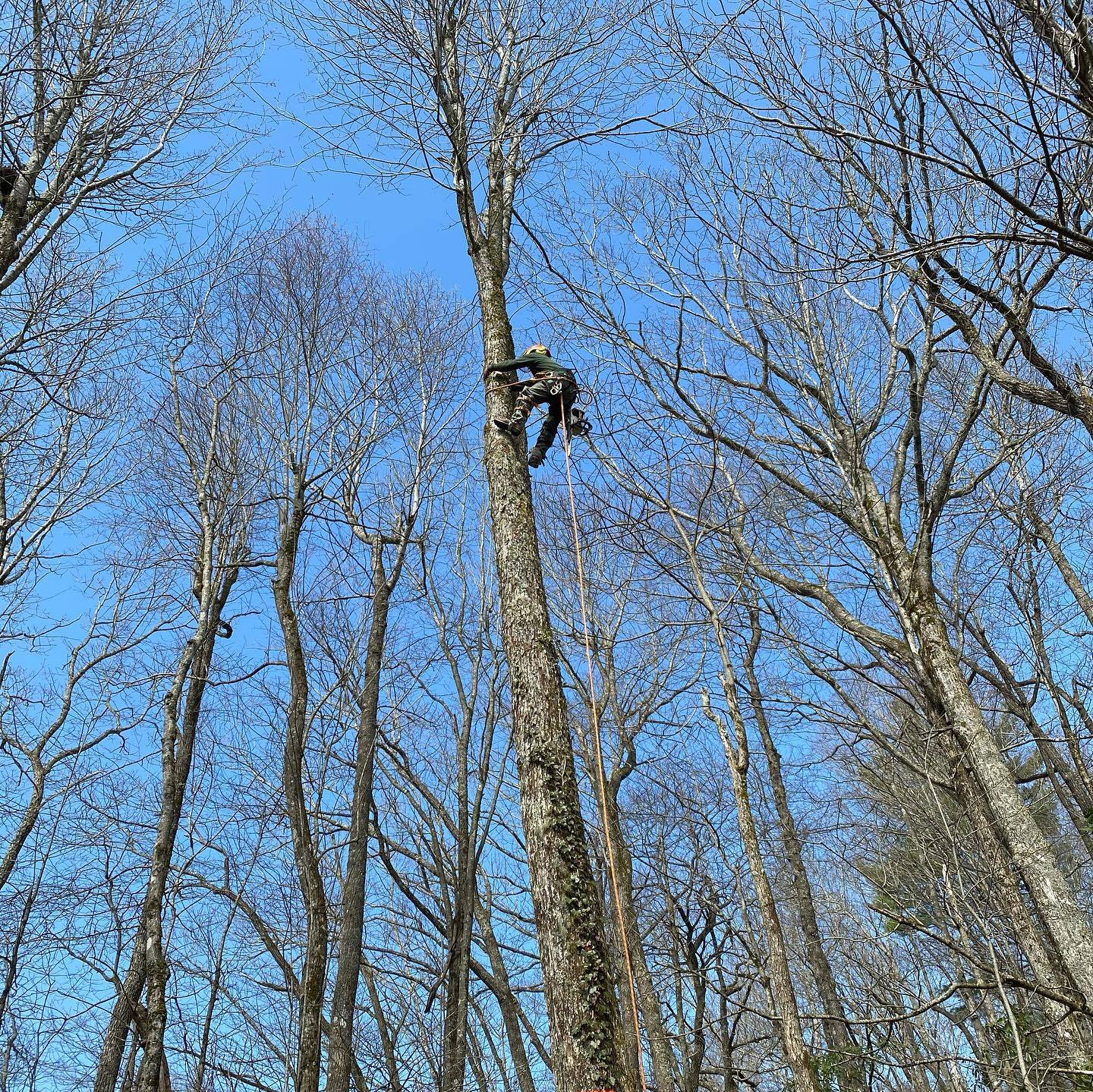 Tree Service