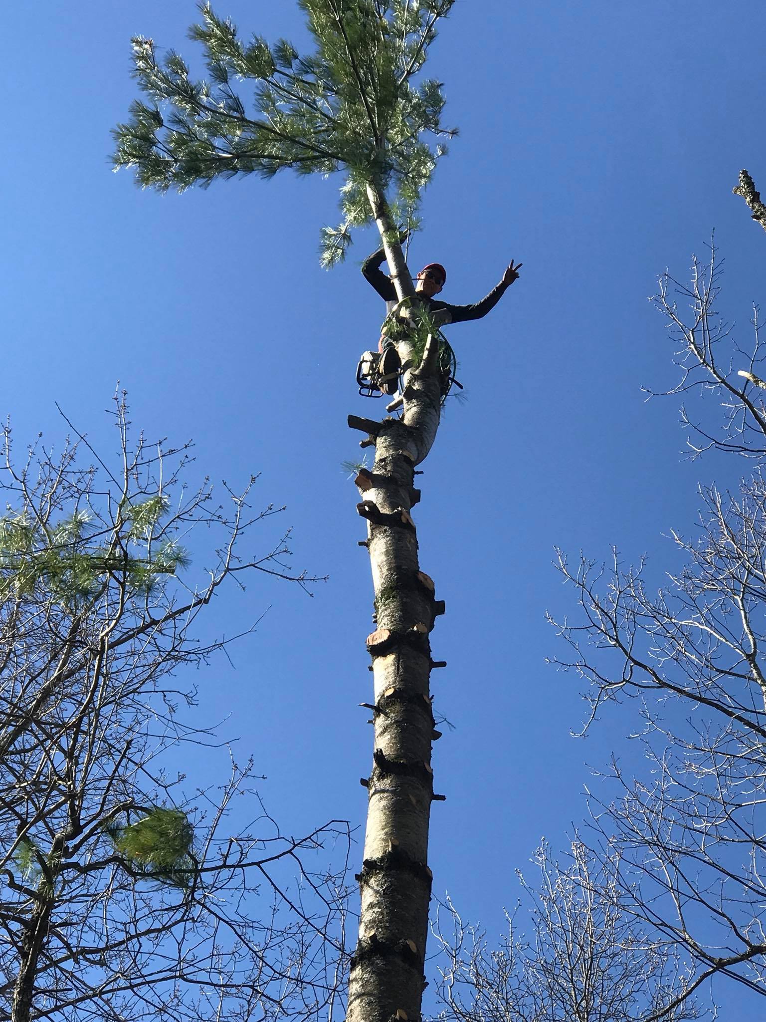 Tree Service
