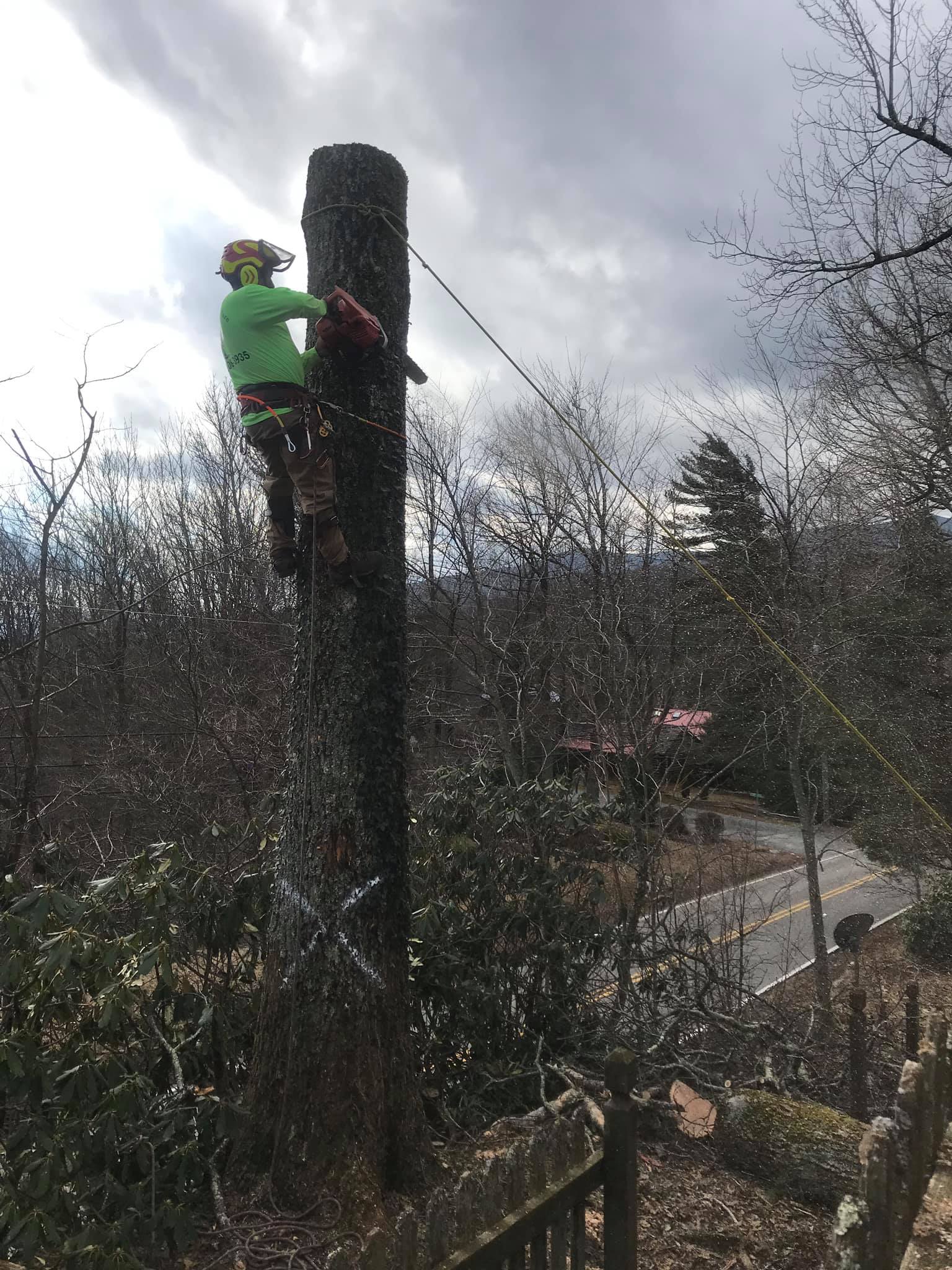 Tree Service
