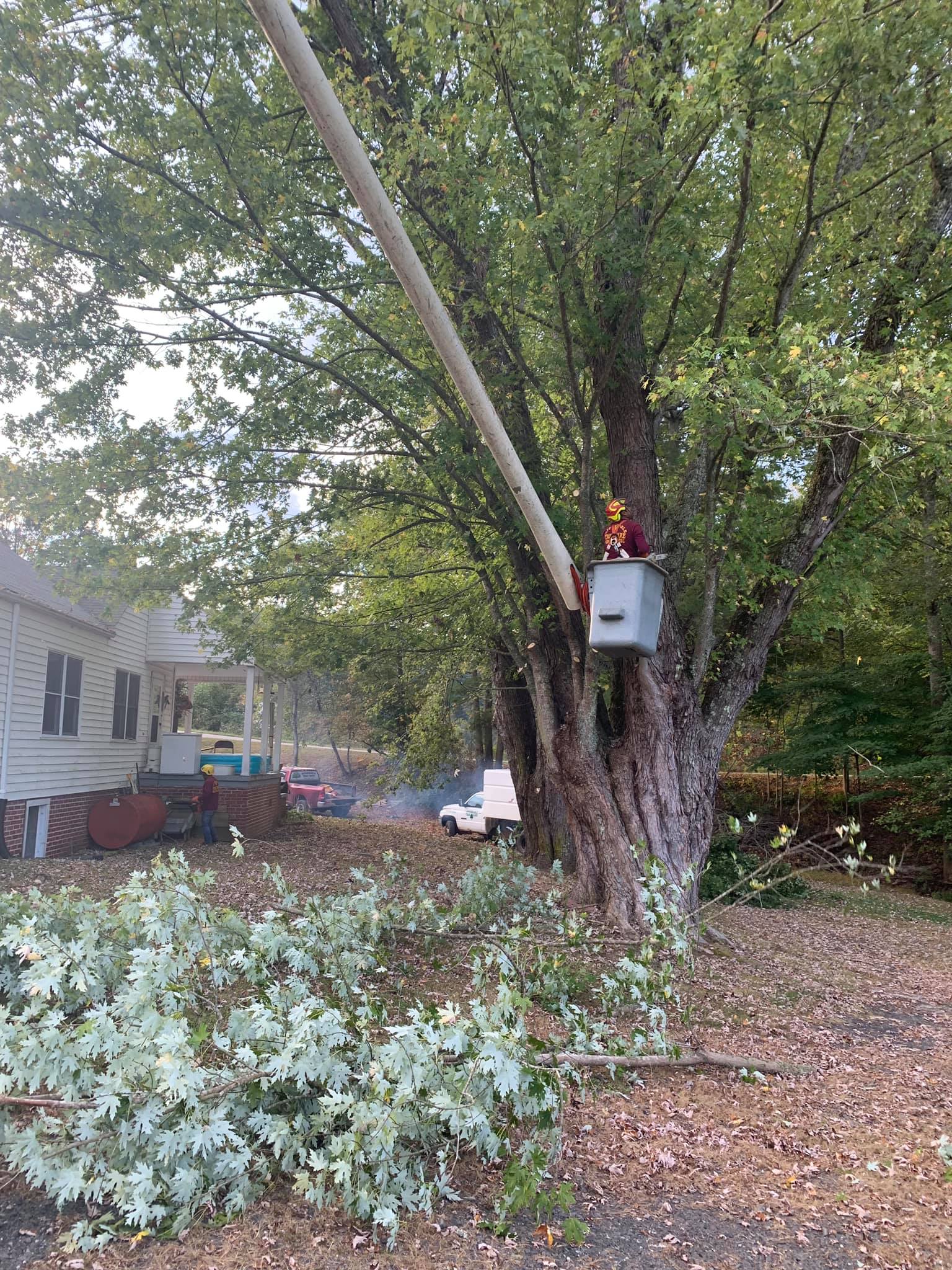 Tree Service