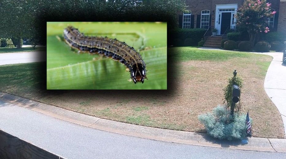 Armyworm invasion Greensboro, NC