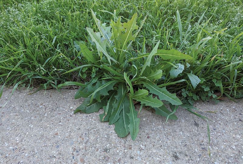 Broadleaf weeds in Burlington, NC