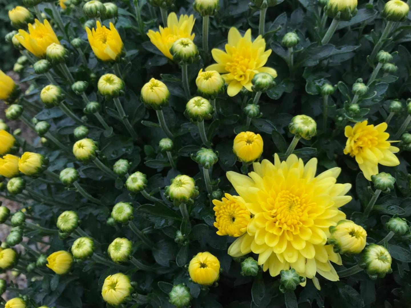 Small's Garden Center image