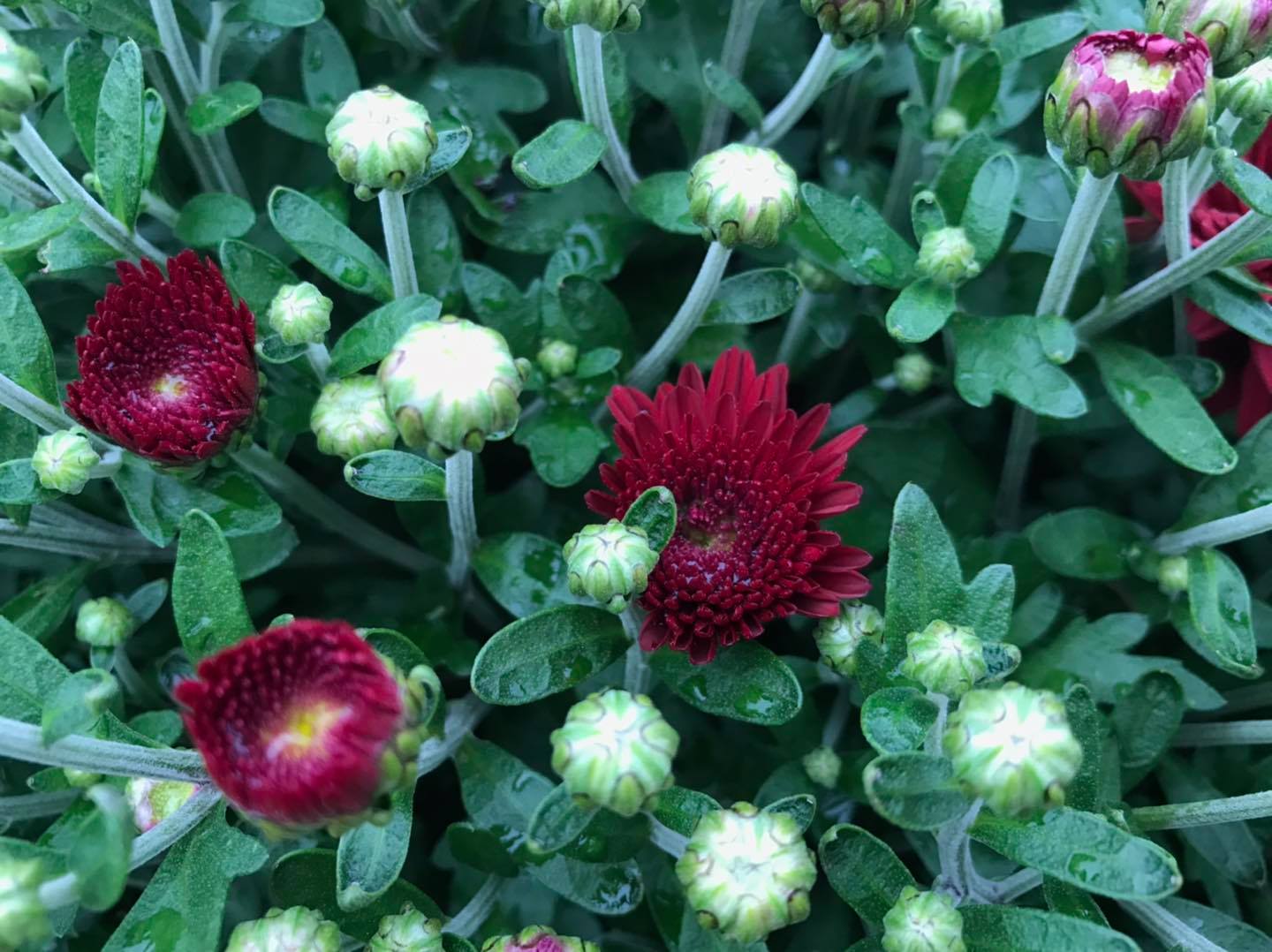 Small's Garden Center image