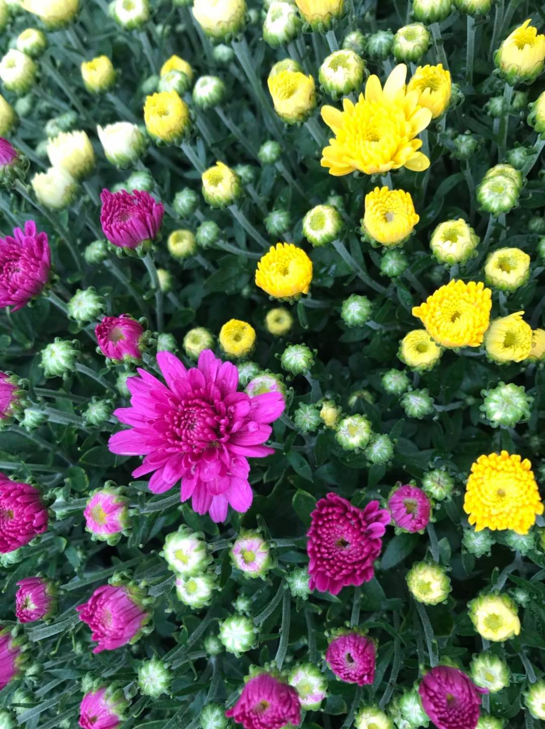 Small's Garden Center image