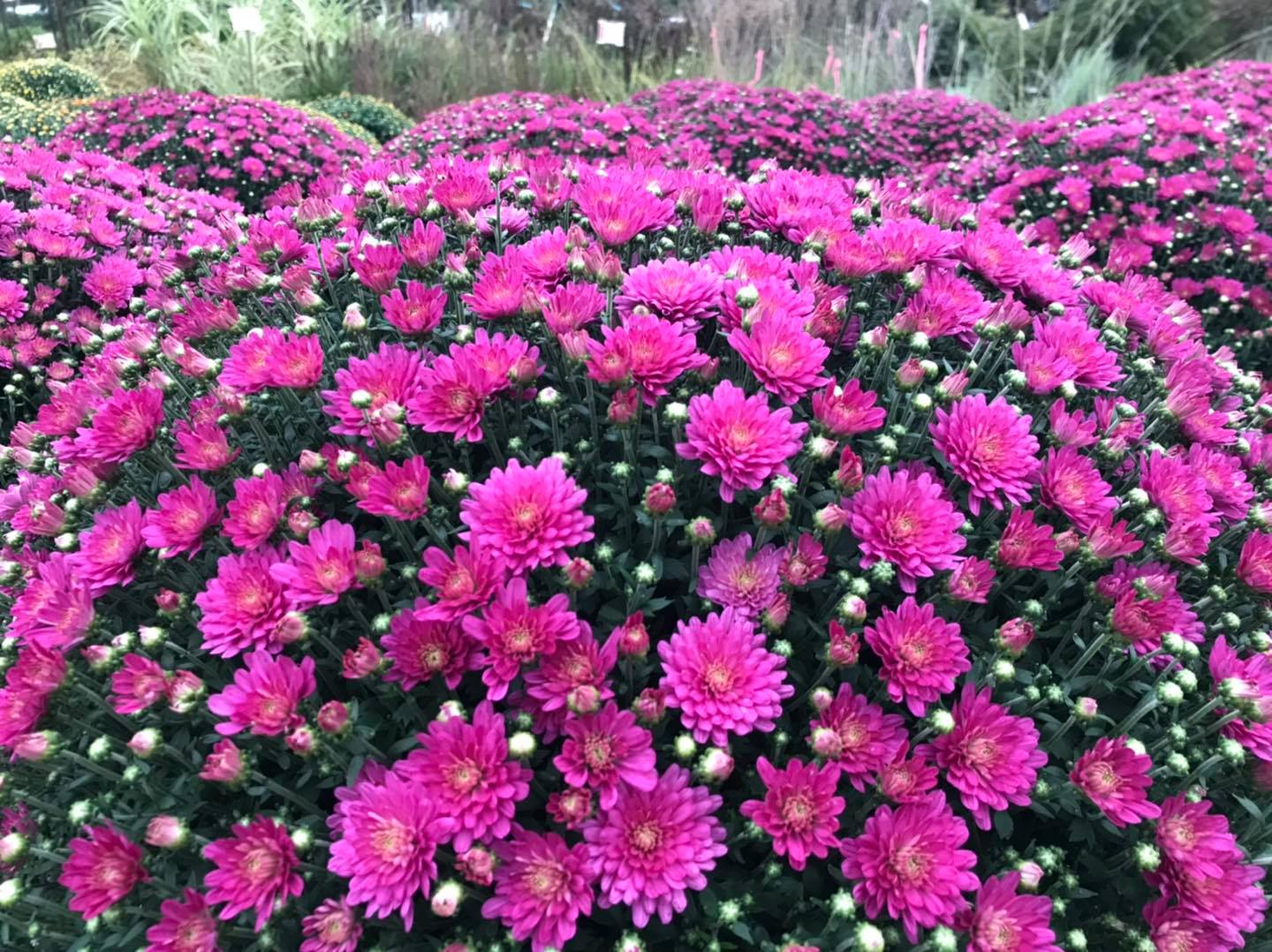 Small's Garden Center image