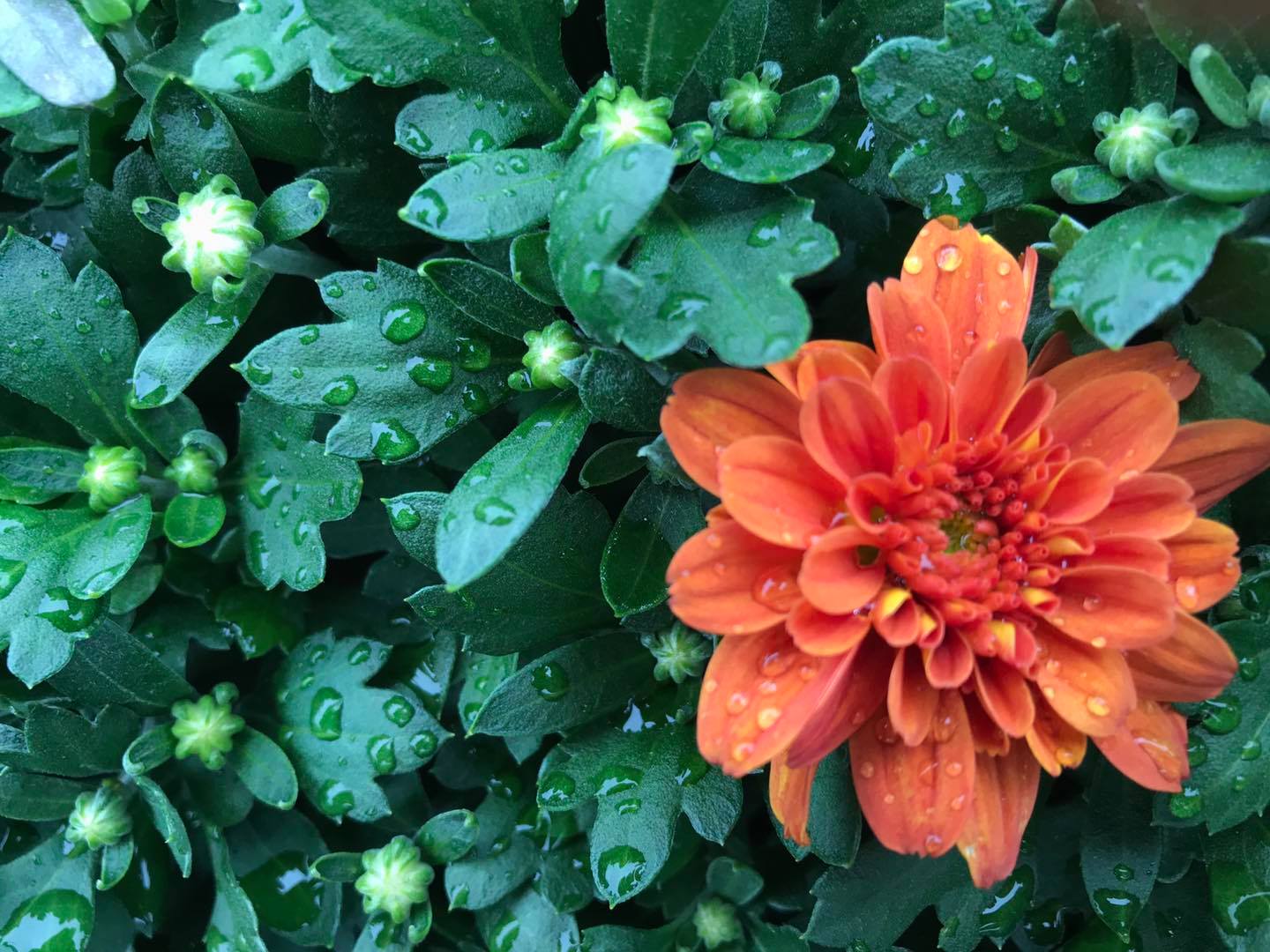 Small's Garden Center image